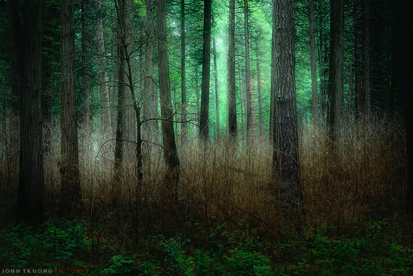 Evening Spirits