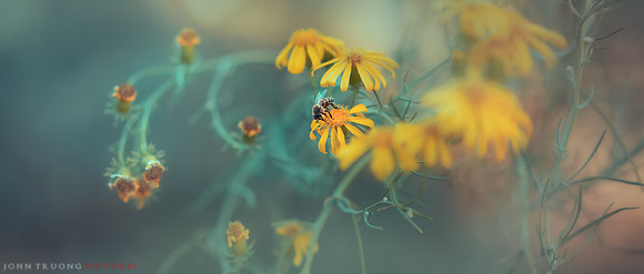 The Little Bee