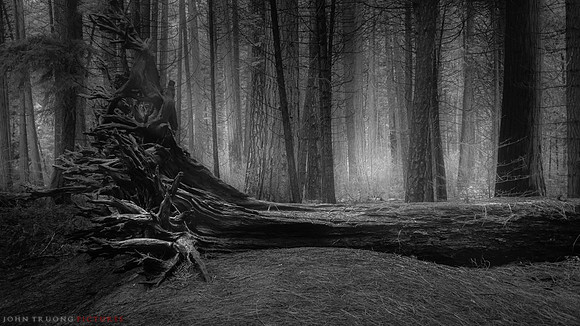Death and Taxes: Fallen Tree at Mirror Lake, Yosemite