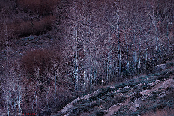 Onion Valley Trees