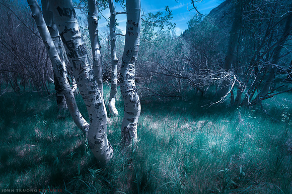 Convict Lake Forest