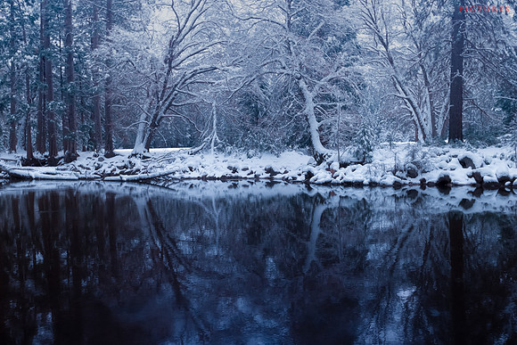 We all have Secrets, Trees on the Merced River, Yosemite Valley